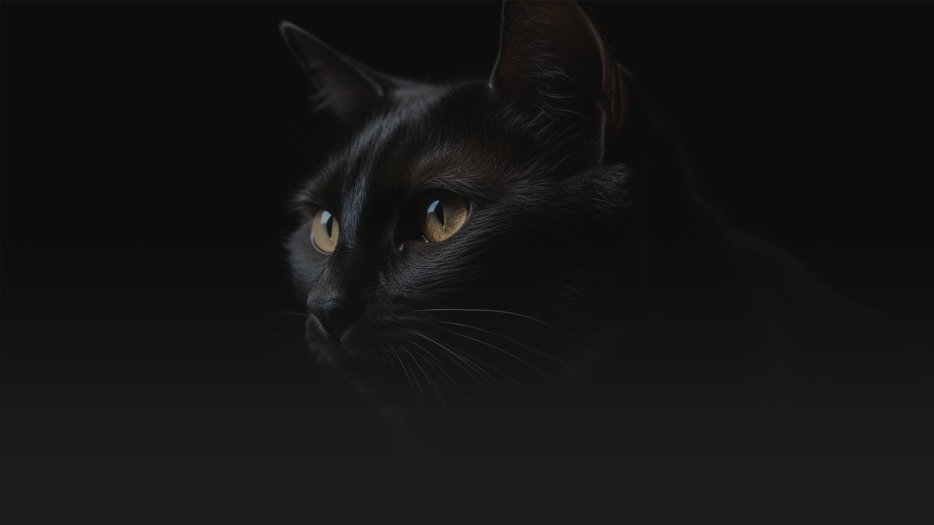 Përkushtim & Pasion